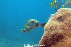 Bluestriped Grunt gets his mouth cleaned by a small Spani... by Michael Kovach 